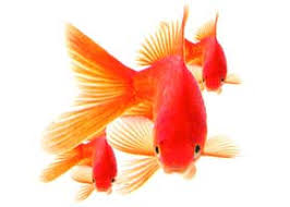انواع ماهی قرمز ایرانی